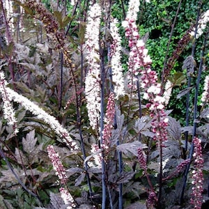 Cimicifuga racemosa Atropurpurea Actaea simplex 10 seeds image 3