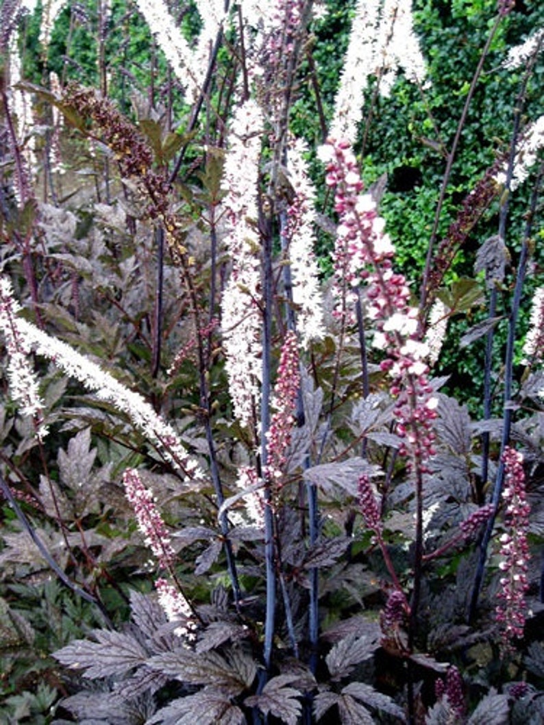 Cimicifuga racemosa Atropurpurea Actaea simplex 10 seeds image 3