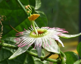 Passiflora lobata 8 seeds