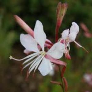 Gaura biennis - Gaura longifolia 30 seeds