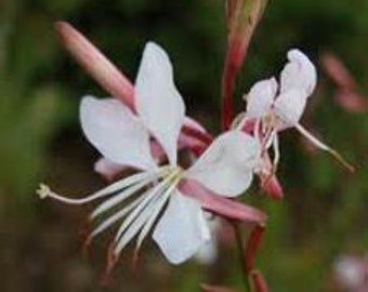 Gaura biennis - Gaura longifolia 30 seeds