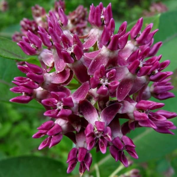 Milkweed? Etsy
