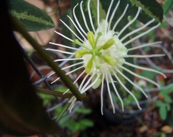 Passiflora tricuspis 5 seeds