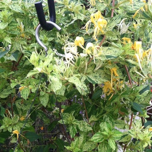Lonicera japonica Mint Crisp variegated Honeysuckle gallon plant
