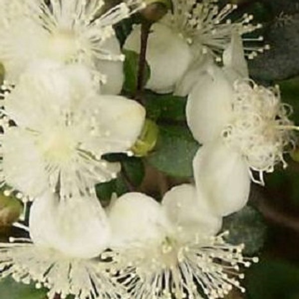 Luma chequen White Chilean myrtle 6 seeds