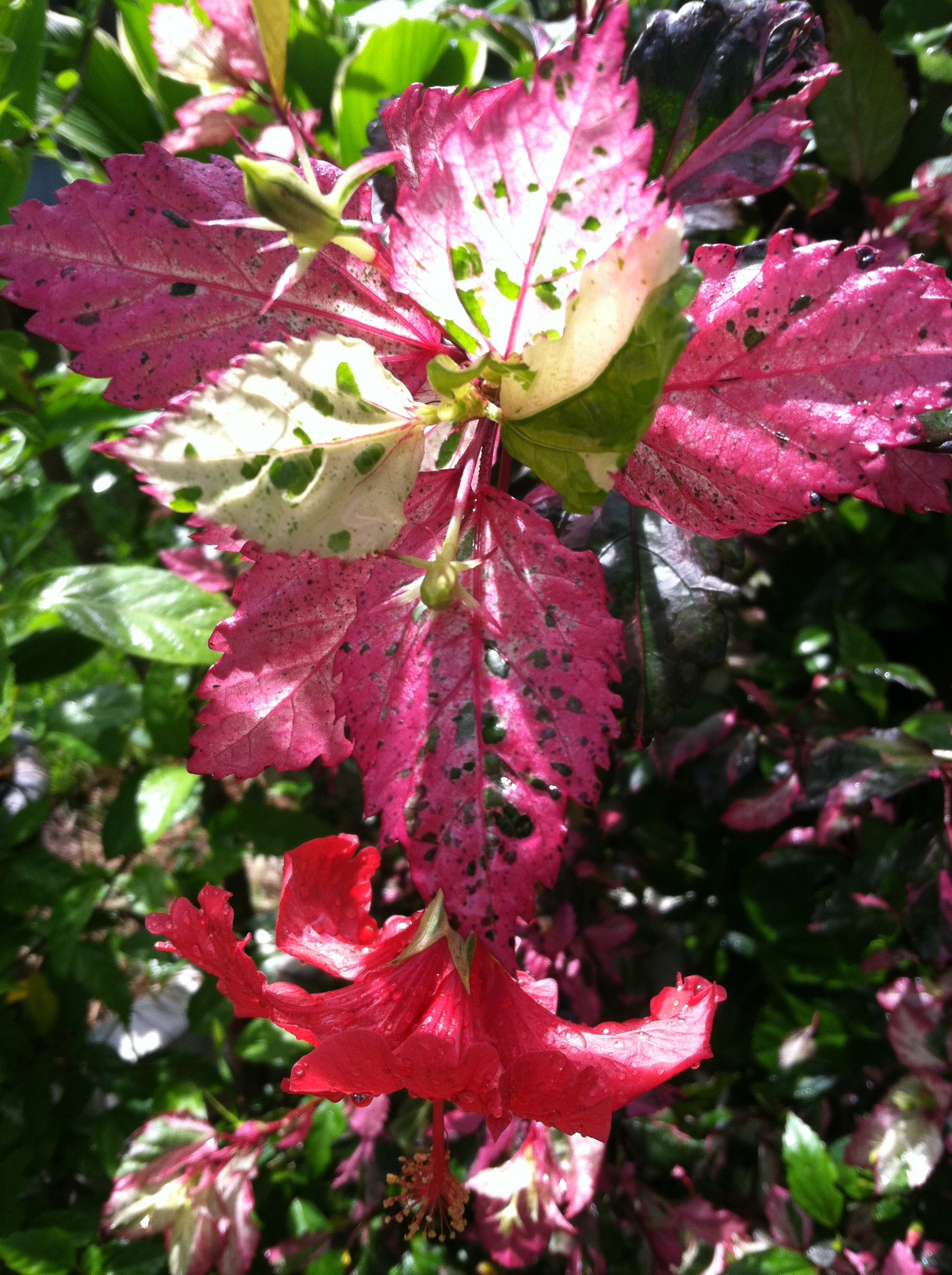 Hibiscus cooperii quart plant Etsy