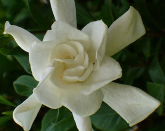 Gardenia jasminoides Frostproof gallon Plant