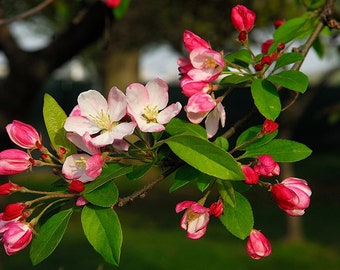 Crabapple Malus baccata v. himalaica Himalayan 10 seeds