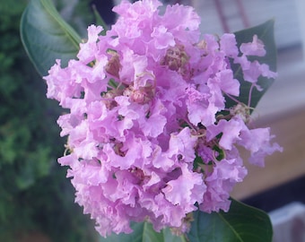 Crape Myrtle Muskogee |Lagerstroemia indica | 10 seeds