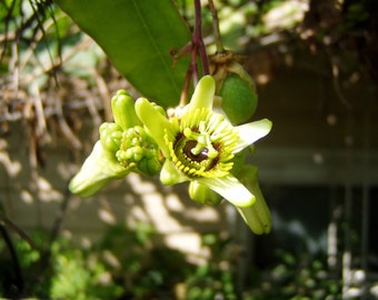 Passiflora suberosa Corky stemmed Passion Flower 10 seeds