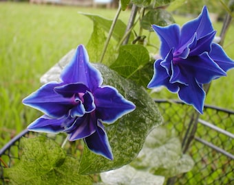 May include: Close-up of two vibrant blue morning glory flowers with white edges. The flowers are in full bloom, showcasing their intricate petal structure. Green leaves and a blurred green background add to the natural aesthetic. The flowers are in front of a black metal fence.