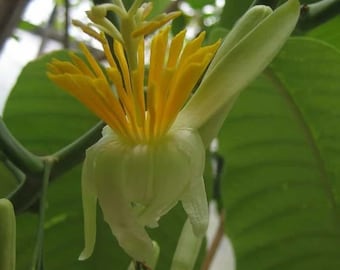 Passiflora macrophylla | Tree Passion Flower | 5 Seeds
