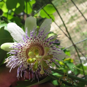 Passiflora adenopoda Velcro Passion Fruit 5 seeds image 3