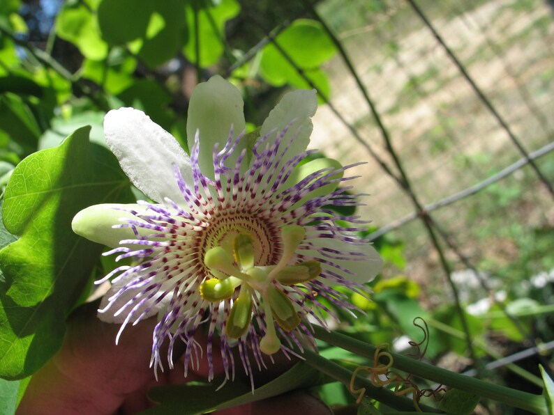 Passiflora adenopoda Velcro Passion Fruit 5 seeds image 3