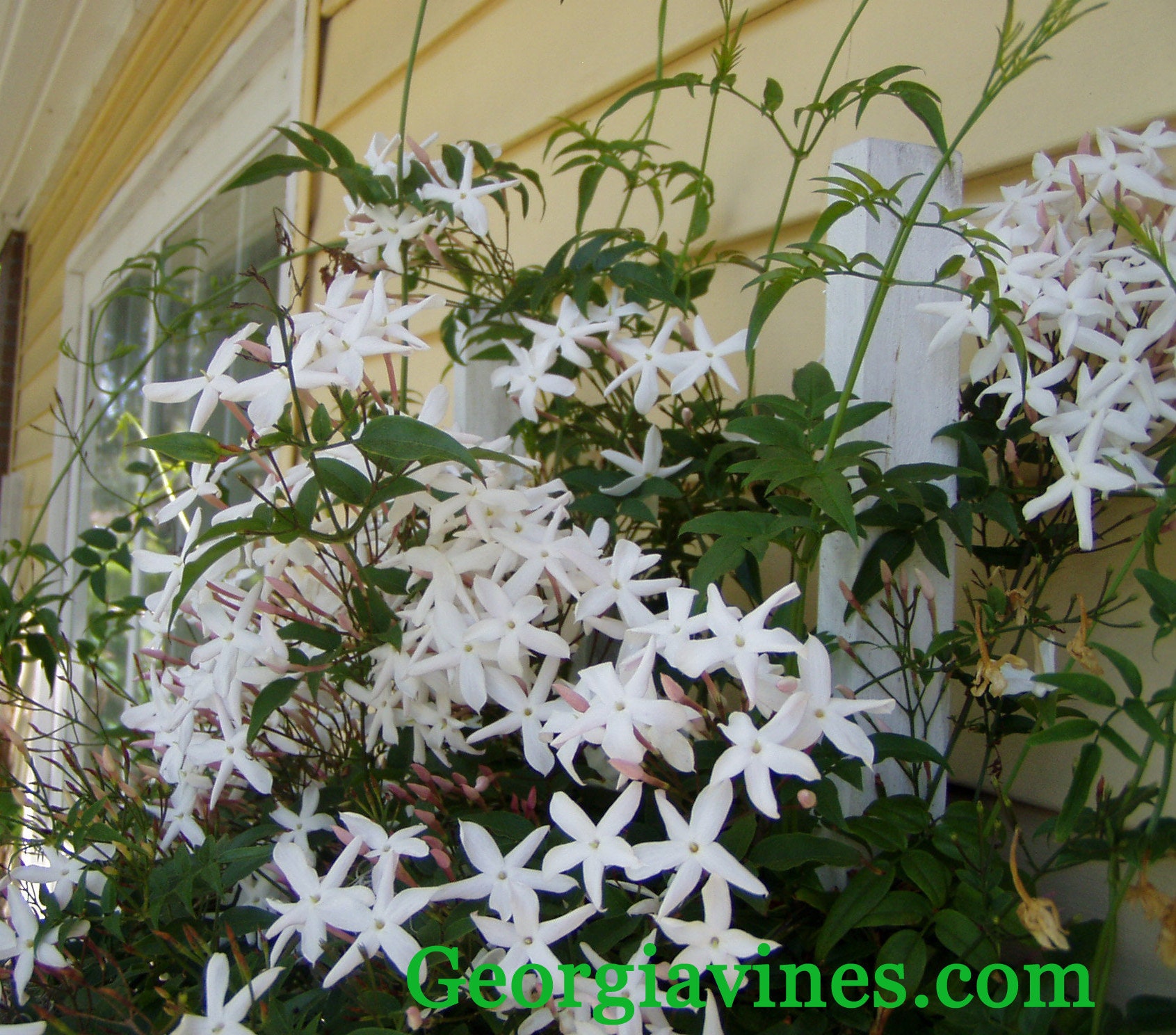 Jasminum polyanthum Pink Jasmine or Winter Jasmine Plant