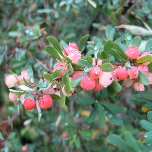May include: Close-up of a branch with small, round, red berries. The berries are clustered together and covered in water droplets. The leaves are small, green, and oval-shaped. The background is blurred, showing more green foliage.