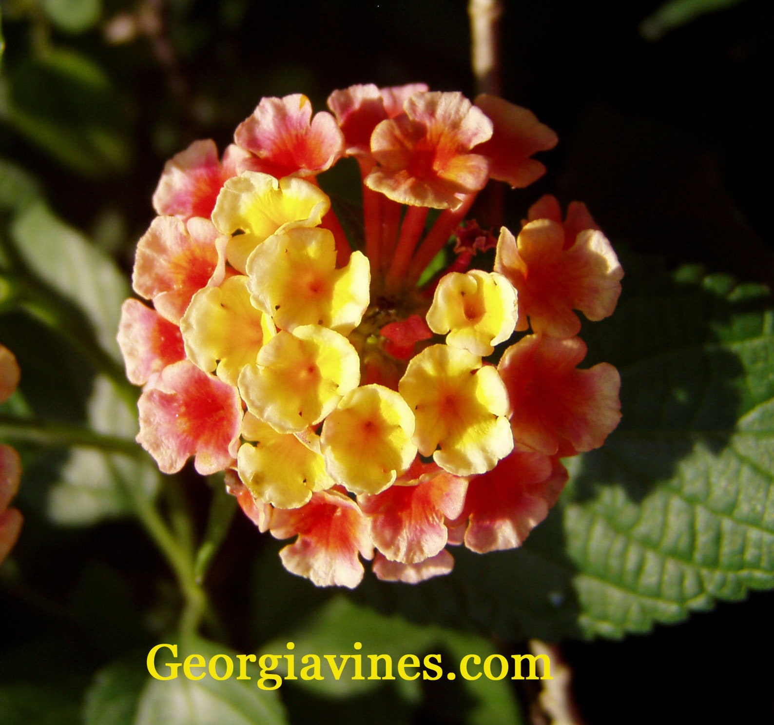 Lantana Ham and Eggs Pint Plant Etsy
