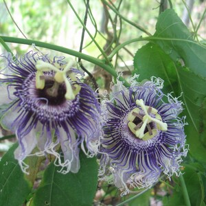 Byrons Beauty Passiflora 10 seeds