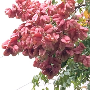 Koelreuteria bipinnata Chinese Golden Rain Tree quart Plant