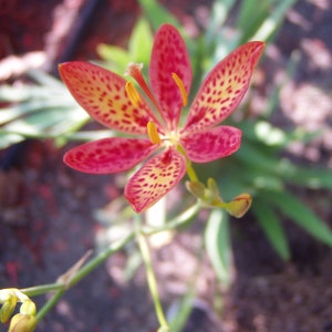 Belamcanda chinensis Blackberry Lily gallon plant