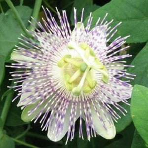 Passiflora adenopoda Velcro Passion Fruit 5 seeds image 2