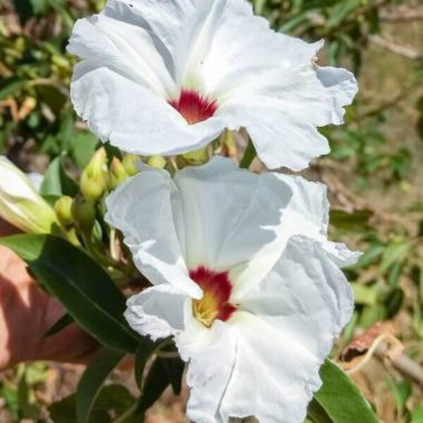 Ipomoea murucoides  Mitla Tree Morning Glory 5 seeds