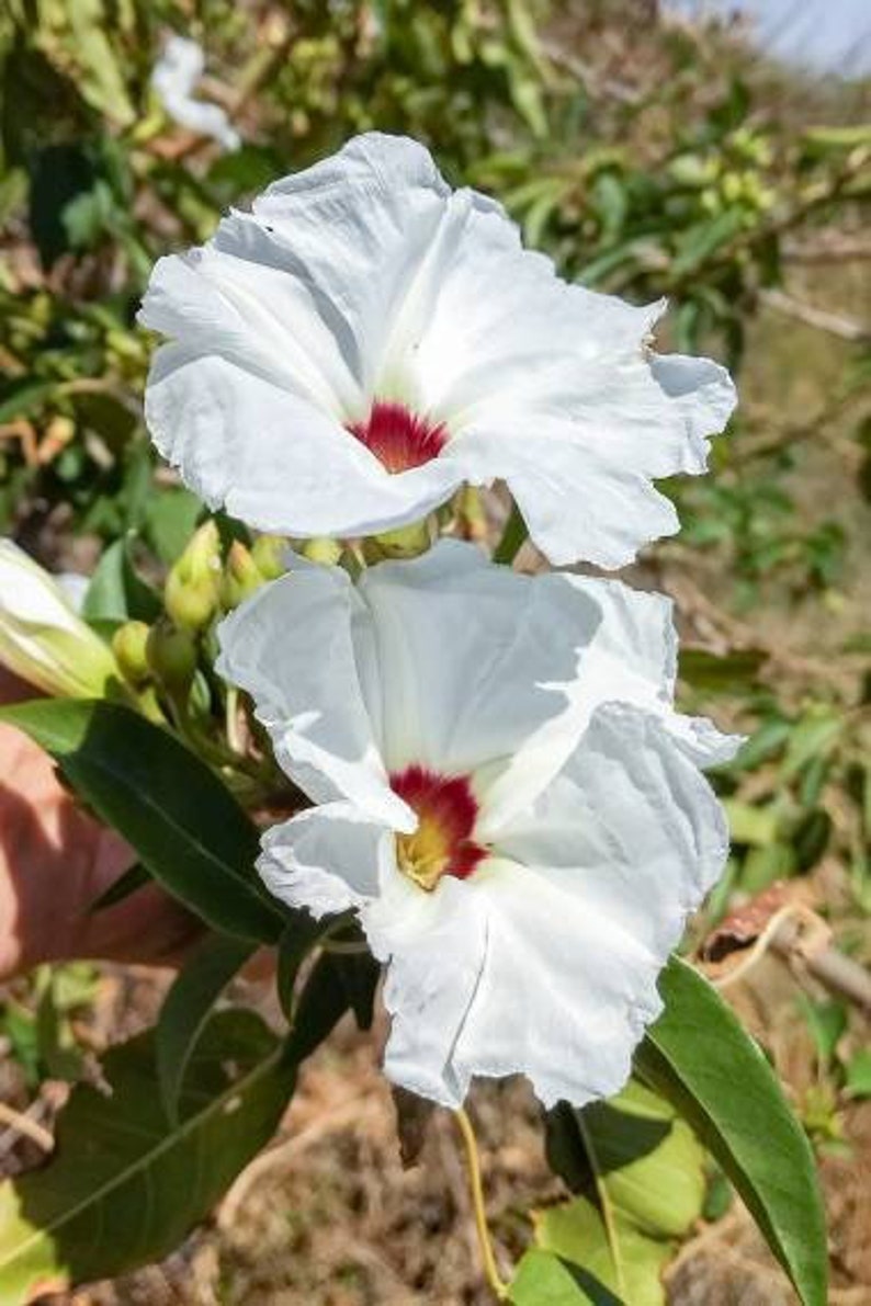 Ipomoea murucoides Mitla Tree Morning Glory 5 seeds image 1