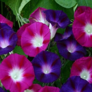 Morning Glory Ipomoea Bohemian shades 10 seeds