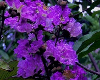 Crape Myrtle / Terciopelo Púrpura / 20 semillas