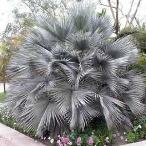Brahea armata Gray Goddess Palm 10 seeds