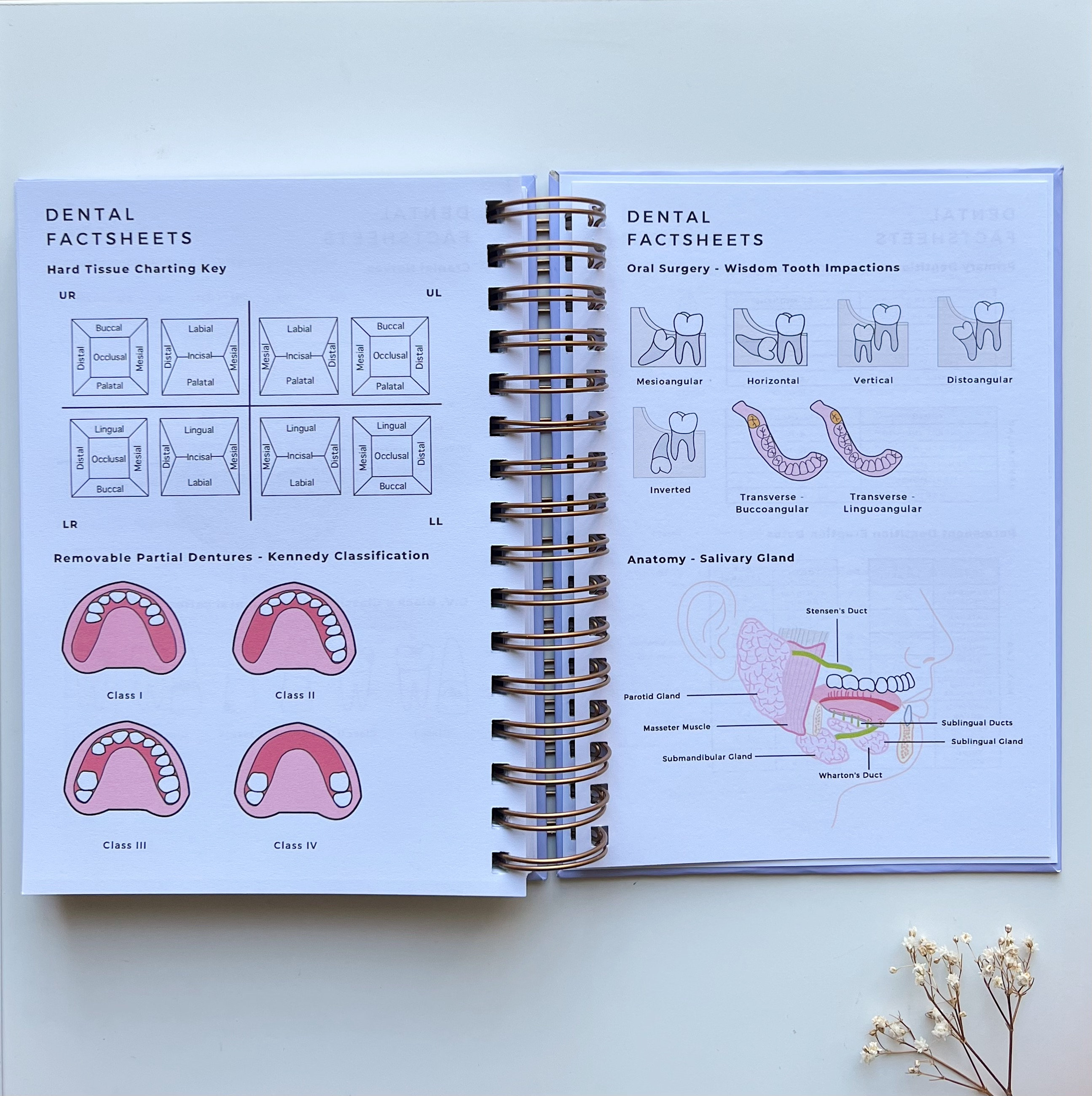 Notebook: Cartoon Teeth Pattern Blank Lined Journal For Notes - View #4