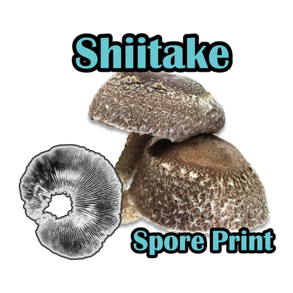Spore Print Etsy