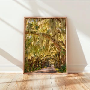 May include: A rectangular framed wall art print featuring a sunlit path lined with large oak trees draped in long, hanging Spanish moss. The scene captures a natural canopy of branches and green foliage, creating a tunnel effect over the road.