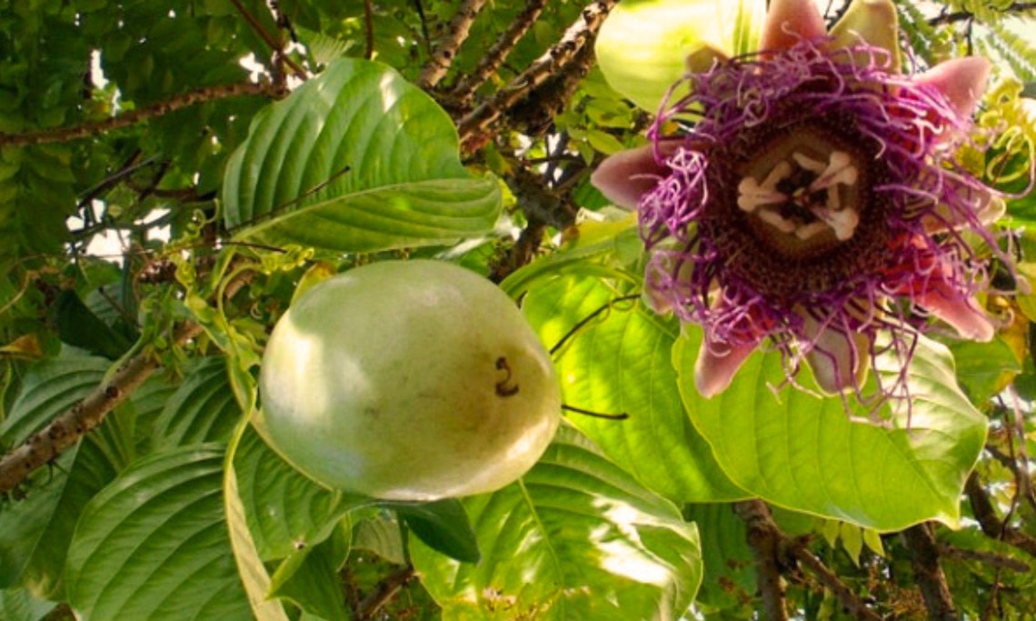 Giant Granadilla Passion Fruit Vine Starter plant. Fruits Etsy.de