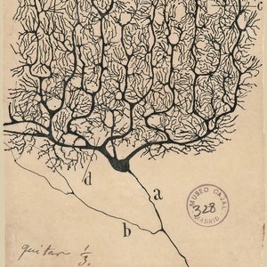 Santiago y Cajal, DIGITAL DOWNLOAD of Purkinje brain cell drawing 1899.