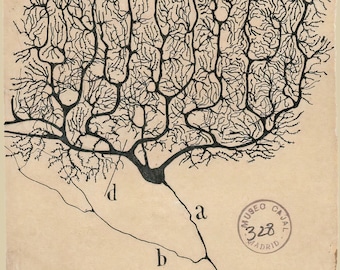 May include: A black and white illustration of a neuron, a type of nerve cell, with a complex branching structure. The image is labelled with letters 'a', 'b', and 'd' and a stamp that reads "Museo Cajal 328 Madrid".