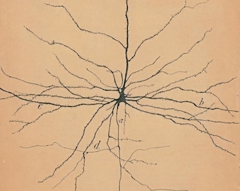May include: A black and white line drawing of a neuron, a type of nerve cell, with a central cell body and numerous branching dendrites and axons. The drawing is labelled with letters a, b, c, and d.