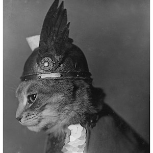 Brünnhilde Viking Cat, Vintage Photo Home Decor Print 8&quot; by 10&quot;