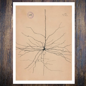 Santiago Ramón y Cajal, the pyramidal neuron of the cerebral cortex, 1904. Vintage Home Decor Wall Print.