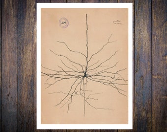 Santiago Ramón y Cajal, the pyramidal neuron of the cerebral cortex, 1904. Vintage Home Decor Wall Print.