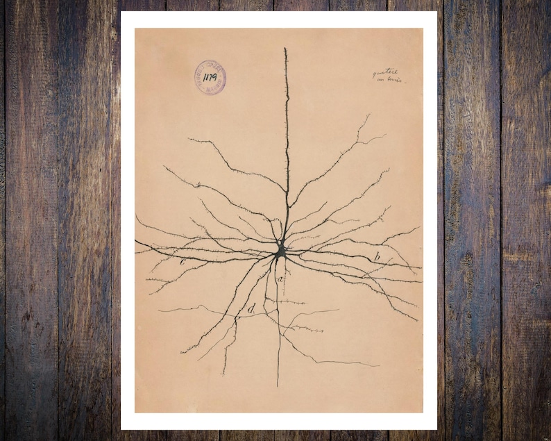 K&ouml;nnte beinhalten: Eine antike wissenschaftliche Illustration eines Neurons, einer Nervenzelle, mit einer detaillierten Zeichnung seiner Dendriten und seines Axons. Das Bild ist mit "1179" und "Granulazelle vom Pferd" beschriftet.