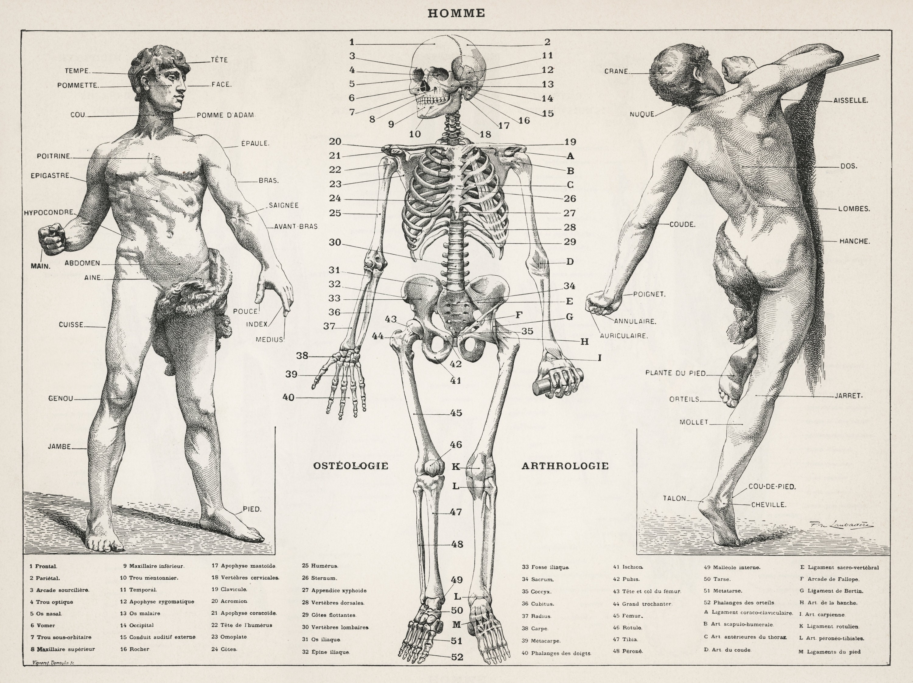 French Antique illustration of the human body (1900) by Larousse, Pierre, Augé and Claude. Wall Decor Poster