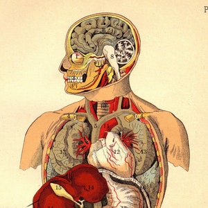 Vintage Anatomy, Internal Organs of the Human Body From the Household ...