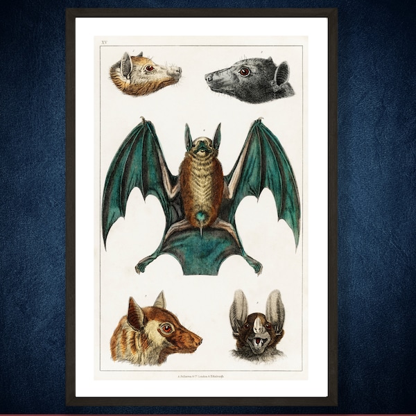 Collection of Bats from A History of the Earth and Animated Nature (Print B) by Oliver Goldsmith. Wall Decor Print 12" Wide by 18" High