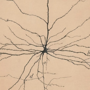 K&ouml;nnte beinhalten: Eine Schwarzwei&szlig;illustration eines Neurons, einer Art Nervenzelle, mit einem zentralen Zellk&ouml;rper und zahlreichen verzweigten Dendriten und Axonen. Die Illustration ist mit den Buchstaben 'a', 'b', 'c' und 'd' beschriftet.