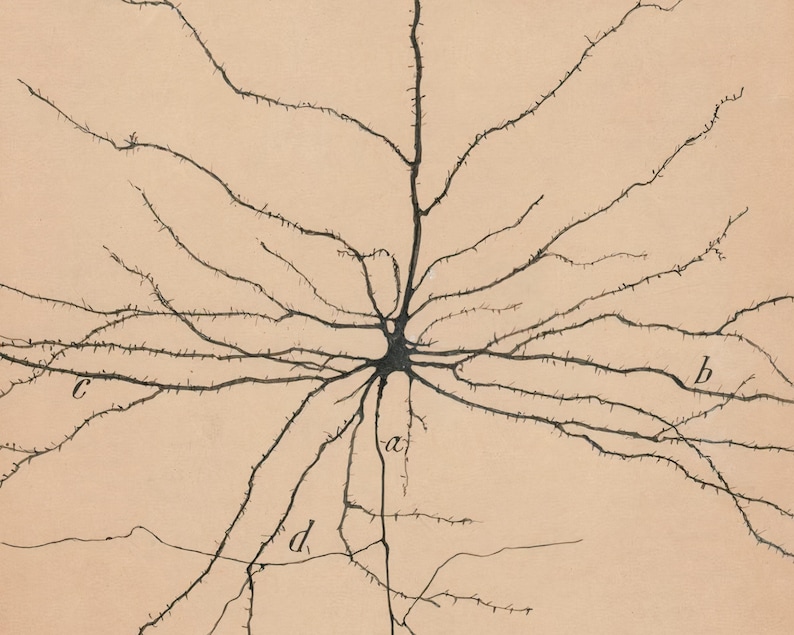 K&ouml;nnte beinhalten: Eine Schwarzwei&szlig;illustration eines Neurons, einer Art Nervenzelle, mit einem zentralen Zellk&ouml;rper und zahlreichen verzweigten Dendriten und Axonen. Die Illustration ist mit den Buchstaben 'a', 'b', 'c' und 'd' beschriftet.