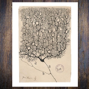 Santiago Ramón y Cajal, Purkinje brain cell drawing 1899. Vintage Home Decor Wall Print