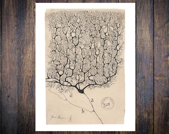 Santiago Ramón y Cajal, Purkinje brain cell drawing 1899. Vintage Home Decor Wall Print