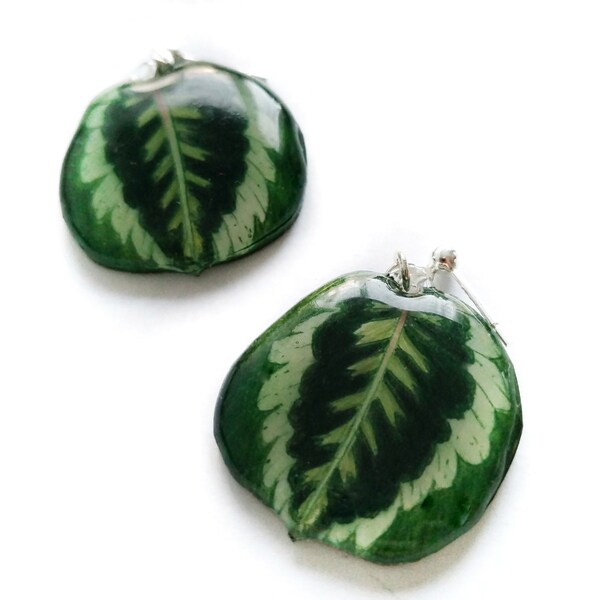 Mini Calathea Medallion Blatt baumeln Ohrstecker