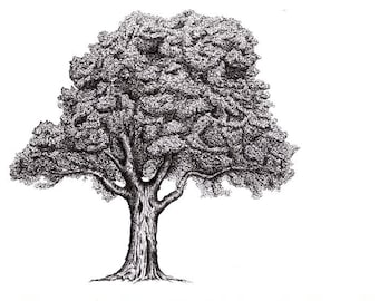 Árbol